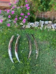 Jaguar Etype V12 1973-74 Front Bumpers $150 Left Or Right Each . Time Warp Find. Fixed Price $150.00.